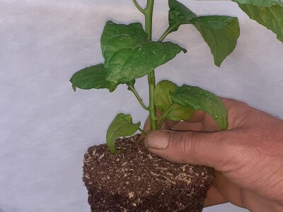 Super ljute papričice Omera Mešanovića