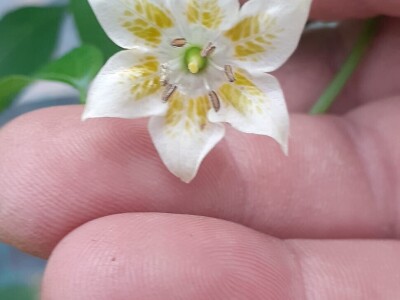 Super ljute papričice Omera Mešanovića