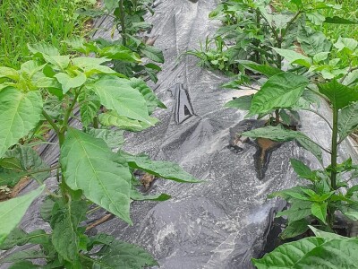 Super ljute papričice Omera Mešanovića