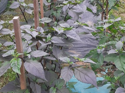 Super ljute papričice Omera Mešanovića