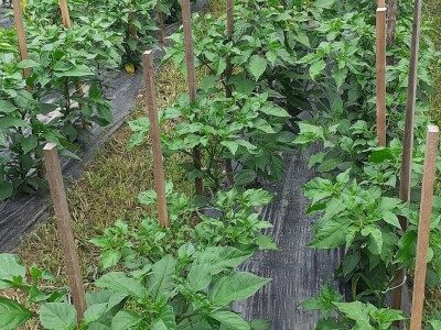 Super ljute papričice Omera Mešanovića