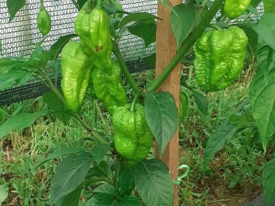 Super ljute papričice Omera Mešanovića