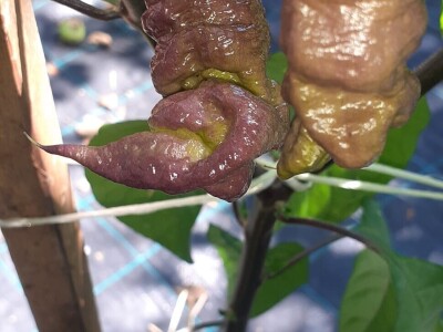 Super ljute papričice Omera Mešanovića