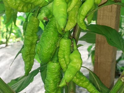 Super ljute papričice Omera Mešanovića