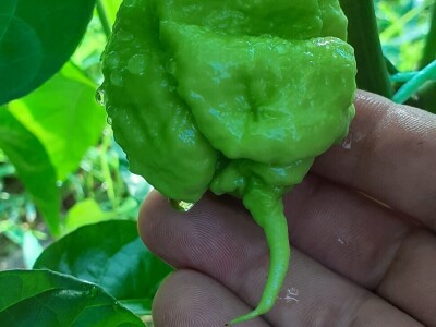 Super ljute papričice Omera Mešanovića