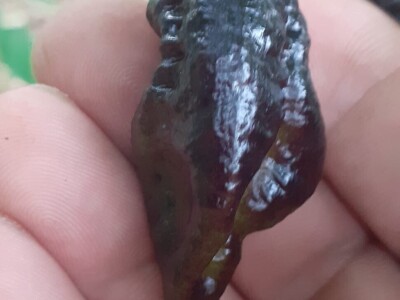 Super ljute papričice Omera Mešanovića