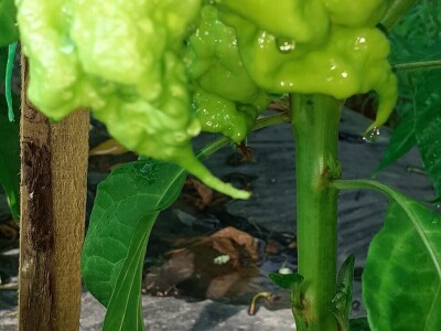 Super ljute papričice Omera Mešanovića