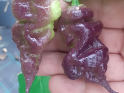 Super ljute papričice Omera Mešanovića