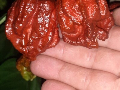 Super ljute papričice Omera Mešanovića