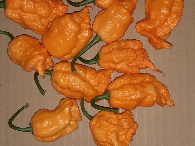 Super ljute papričice Omera Mešanovića