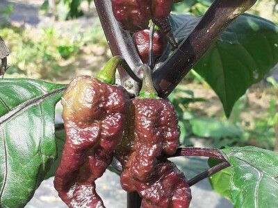 Super ljute papričice Omera Mešanovića