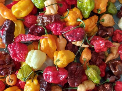 Super ljute papričice Omera Mešanovića