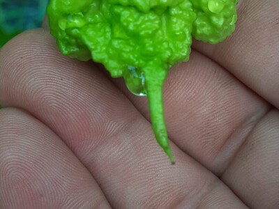 Super ljute papričice Omera Mešanovića