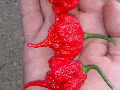 Super ljute papričice Omera Mešanovića