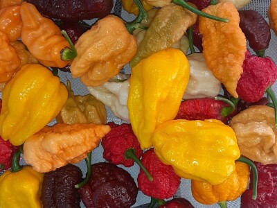 Super ljute papričice Omera Mešanovića