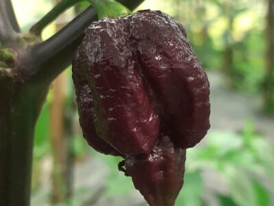 Super ljute papričice Omera Mešanovića