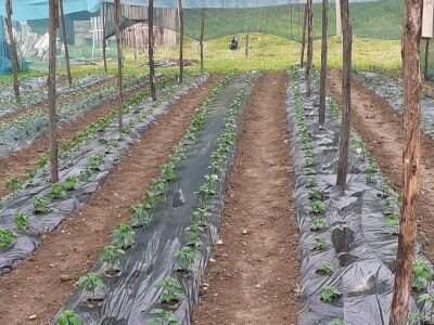 Super ljute papričice Omera Mešanovića