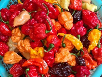 Super ljute papričice Omera Mešanovića