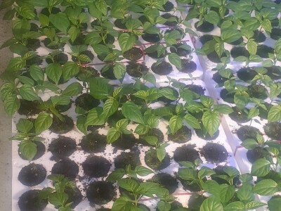 Super ljute papričice Omera Mešanovića