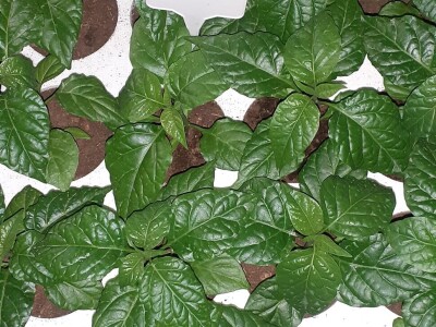 Super ljute papričice Omera Mešanovića