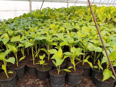 Supermeni iz školskih plastenika