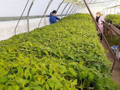 Supermeni iz školskih plastenika