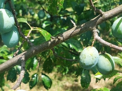 Šupljikavost koštičavih voćaka