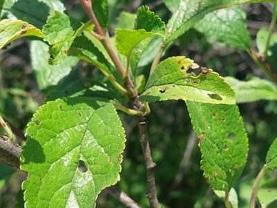 Šupljikavost koštičavih voćaka