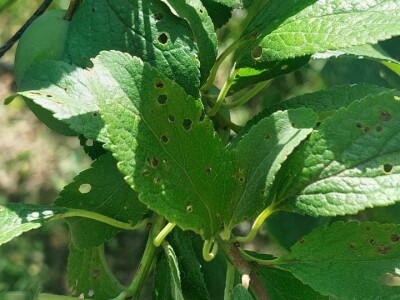 Šupljikavost koštičavih voćaka