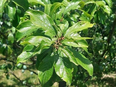 Šupljikavost koštičavih voćaka