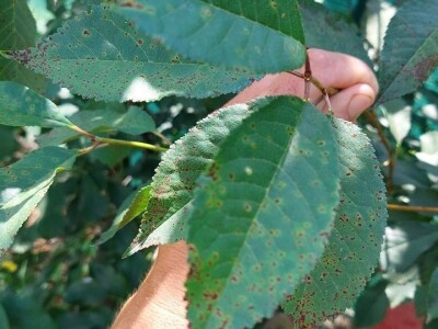 Šupljikavost koštičavih voćaka