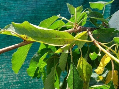 Šupljikavost koštičavih voćaka