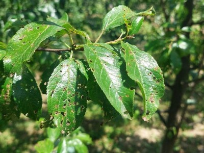 Šupljikavost koštičavih voćaka Šupljikavost koštičavih voćaka