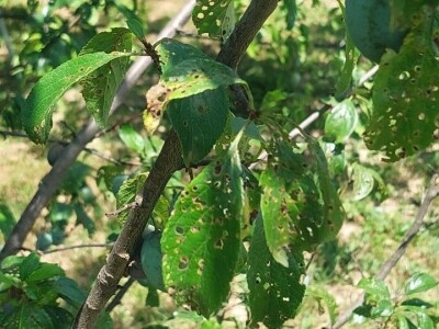 Šupljikavost koštičavih voćaka Šupljikavost koštičavih voćaka