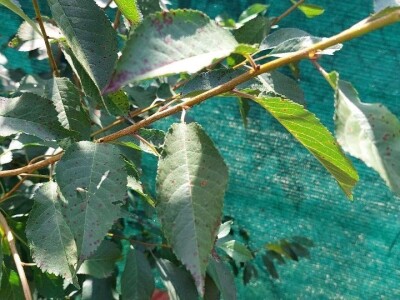 Šupljikavost koštičavih voćaka Šupljikavost koštičavih voćaka