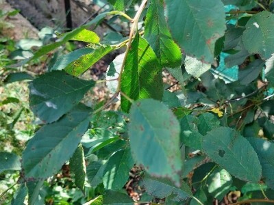 Šupljikavost koštičavih voćaka Šupljikavost koštičavih voćaka