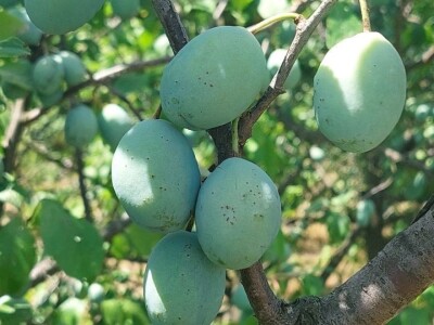 Šupljikavost koštičavih voćaka Šupljikavost koštičavih voćaka