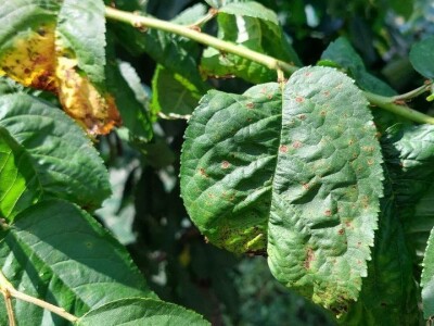 Šupljikavost koštičavih voćaka Šupljikavost koštičavih voćaka