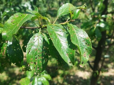 Šupljikavost koštičavih voćaka