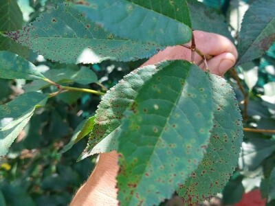 Šupljikavost koštičavih voćaka