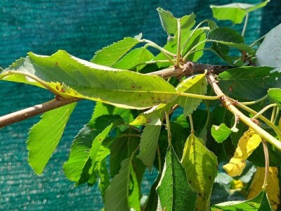 Šupljikavost koštičavih voćaka