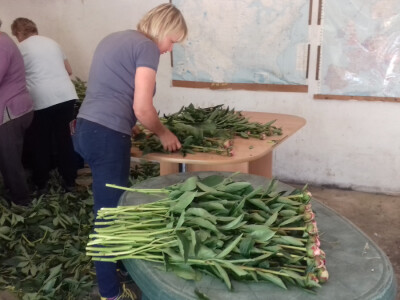 Supruga Vlasta provjerava jesu li božuri propisane dužine