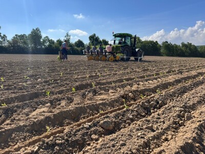 Suradnja Timac Agra s Agroduhanom - sadnja duhana