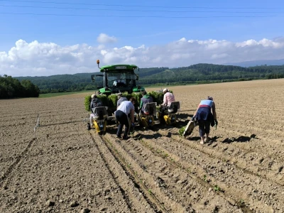 Suradnja Timac Agra s Agroduhanom - sadnja duhana