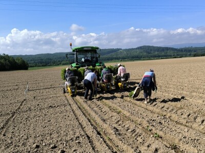 Suradnja Timac Agra s Agroduhanom - sadnja duhana