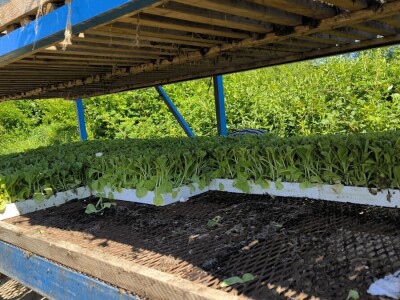 Suradnja Timac Agra s Agroduhanom - sadnja duhana