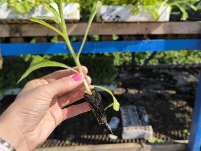 Suradnja Timac Agra s Agroduhanom - sadnja duhana