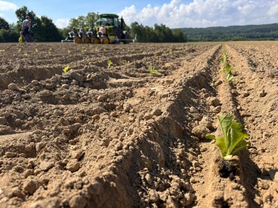 Suradnja Timac Agra s Agroduhanom - sadnja duhana