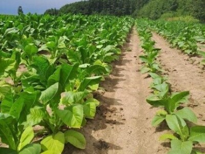 Suradnja Timac Agra s Agroduhanom - sadnja duhana