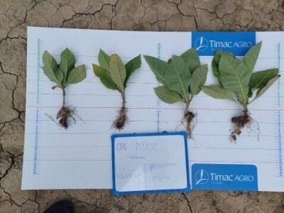 Suradnja Timac Agra s Agroduhanom - sadnja duhana